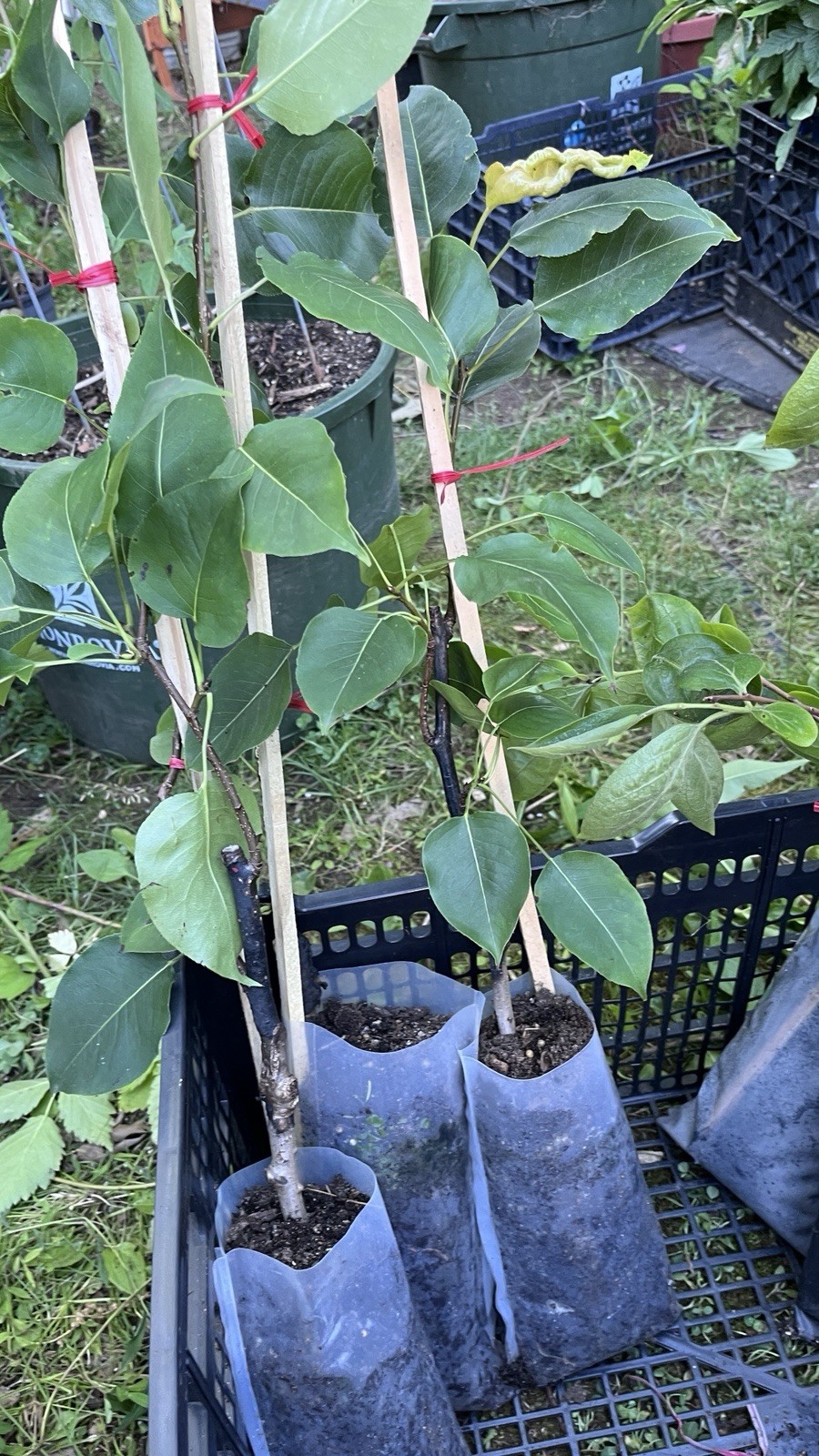 Shin Li Asian hybrid pear tree, grafted plant 1 year old 6-10 inches tall