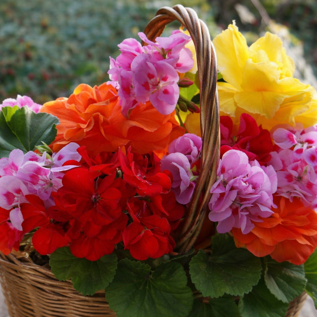 100+ Geranium Seeds -Luster Mix- Fragrant – Fresh Flower Seeds Non GMO