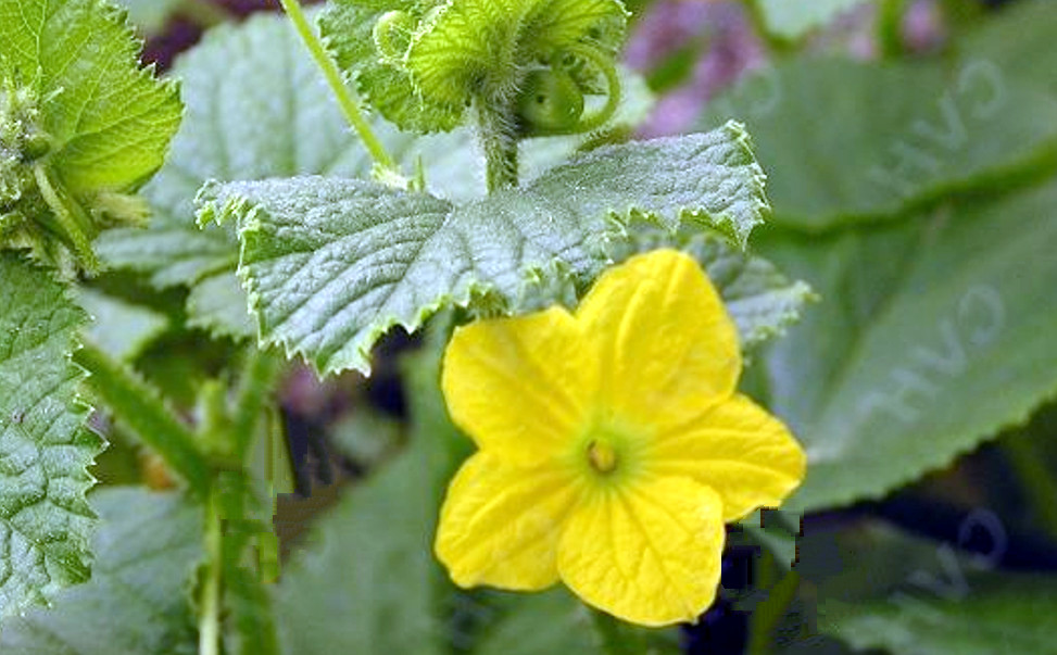 Russian Brown Cucumber Seeds! – 20 Heirloom All Natural Non GMO Seeds