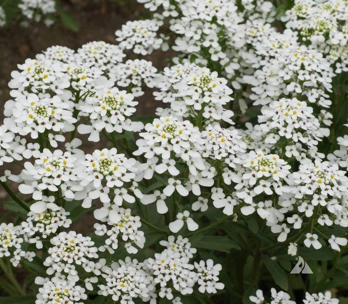 Candytuft Empress Rocket Seeds 250+ Annual FLOWER Iberis Amara USA FREE S&H