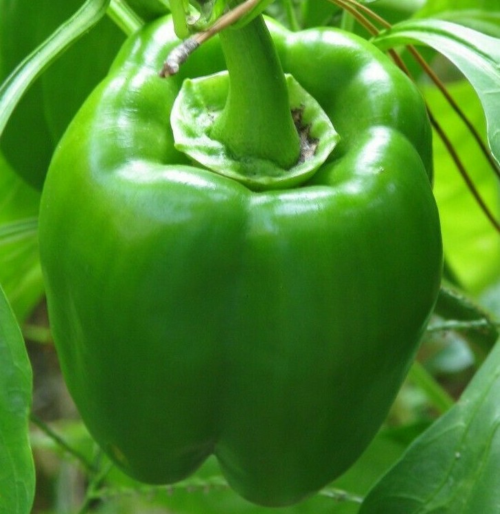 GREEN BELL PEPPER SEEDS 30+ “EMERALD GIANT” SWEET PEPPER Non-Gmo FREE SHIPPING