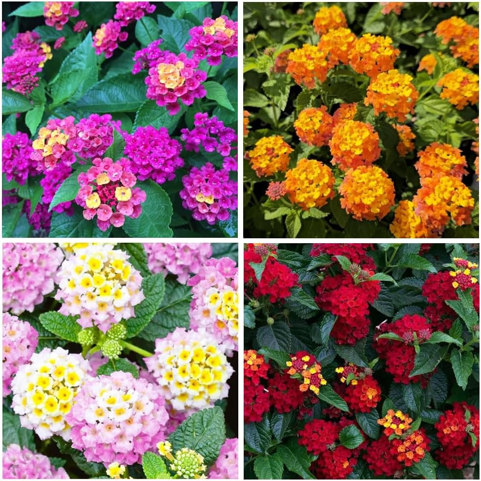 300+Perennial Mix Lantana Camara Flowers Seeds for Planting Outdoors Home Garden