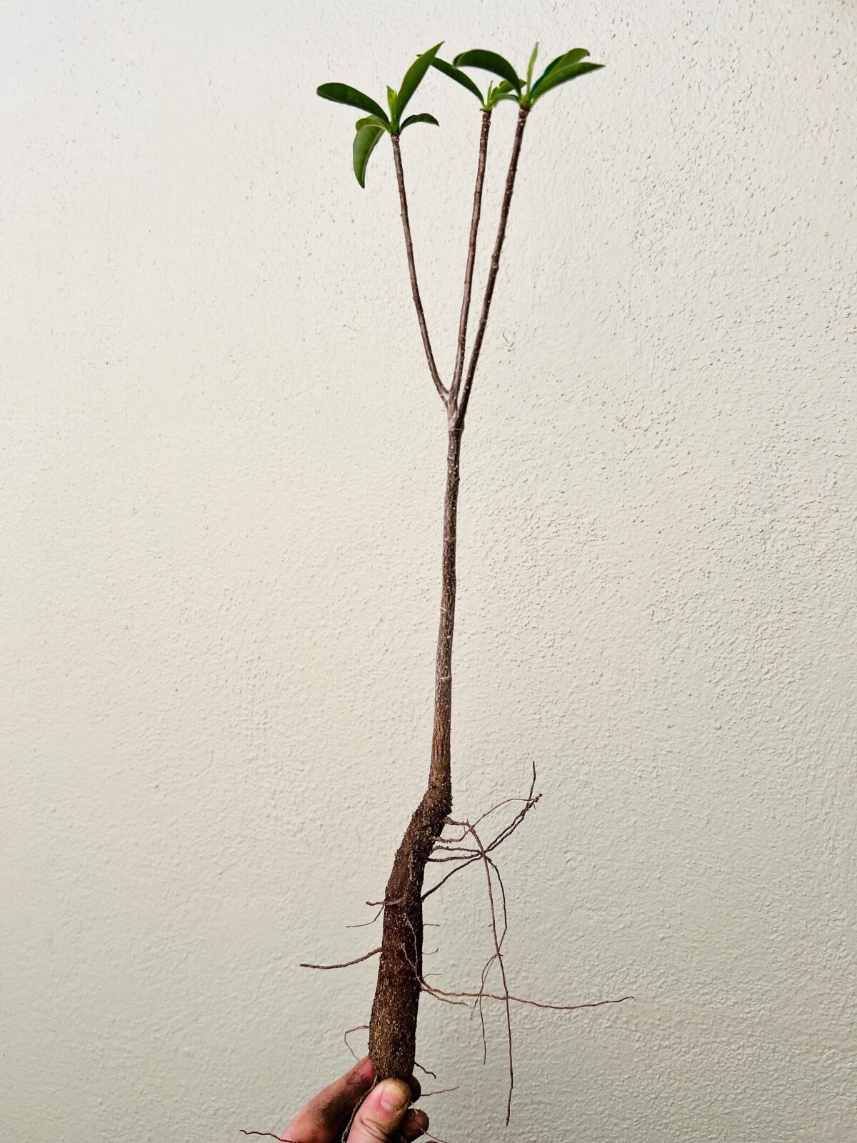 Malagasy Baobab Seeds (Adansonia Madagascariensis)