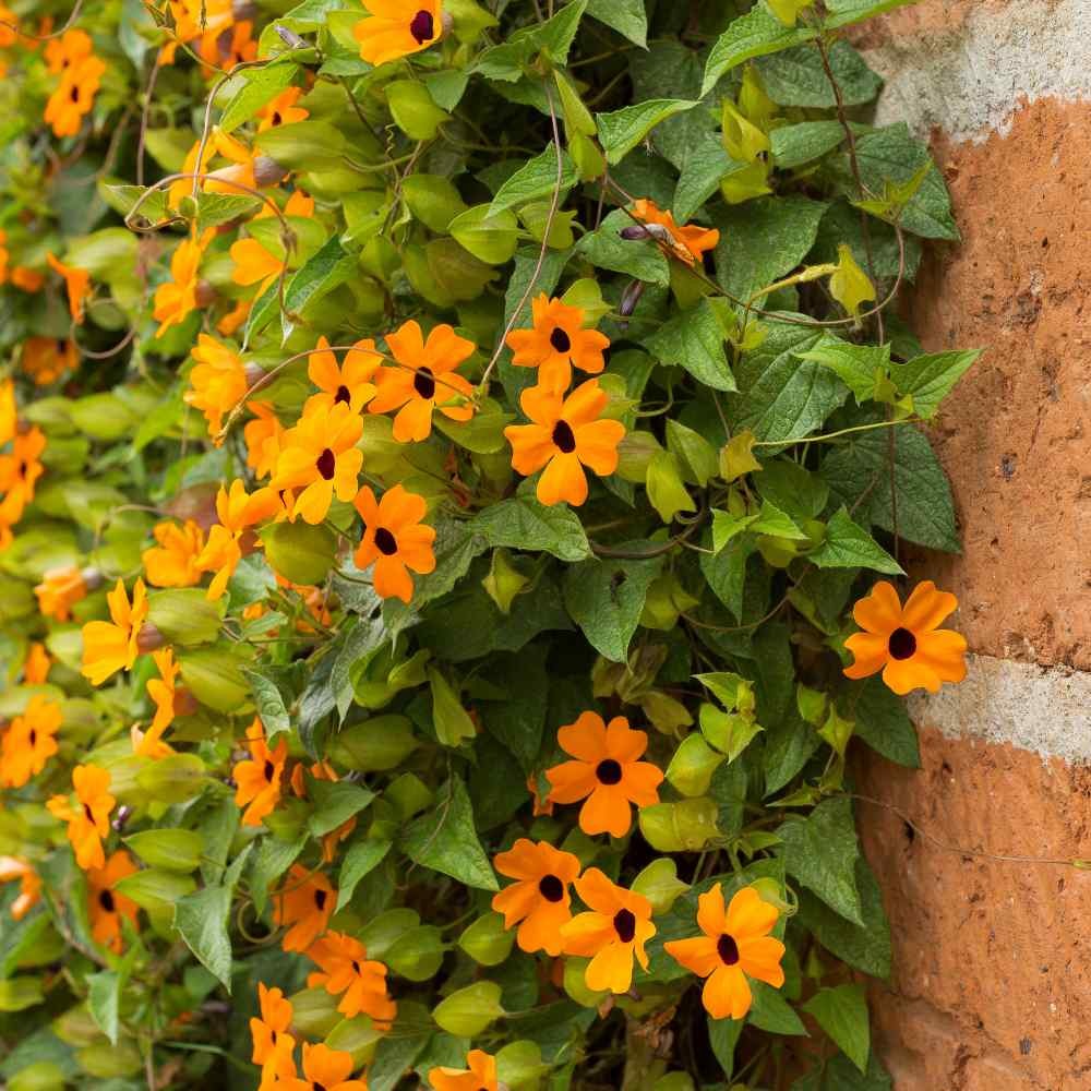 100 Seeds Orange Thunbergia Seeds For Planting – Black Eyed Susan Vine
