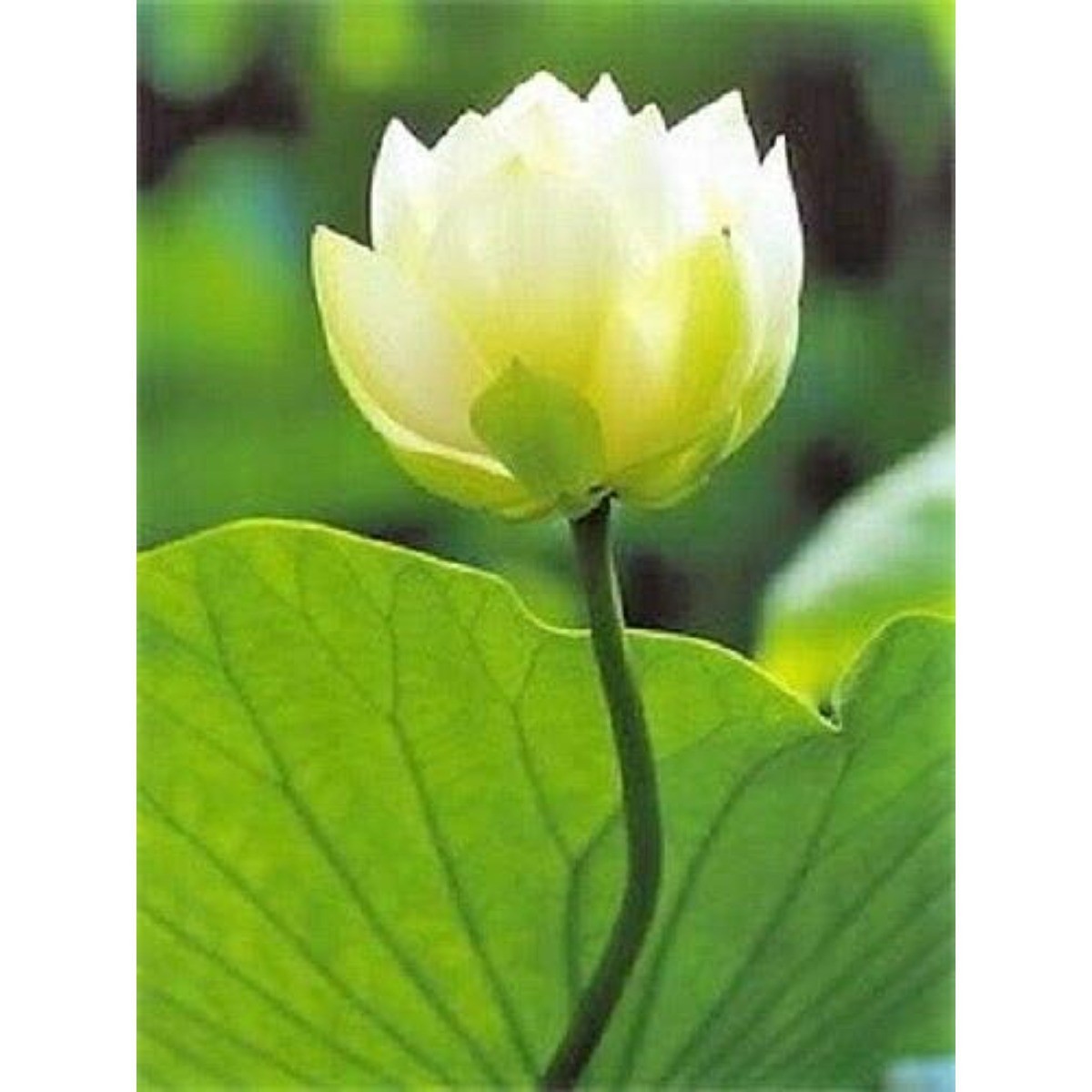 100 Pcs White Bonsai Bowl Lotus Seeds Water Lilys Flower Plant Lotus Seeds