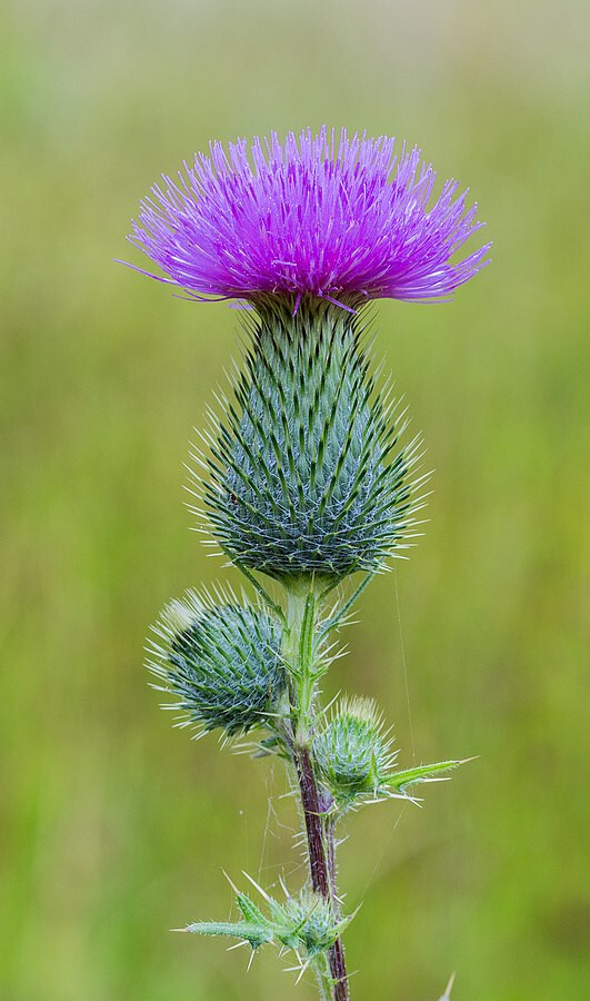 Best Genetics Largest Blooms Spear Thistle Bull 25 Seeds Hand Picked 2024 season