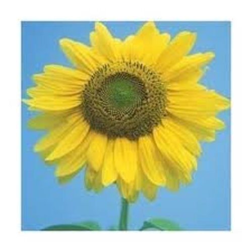 Sunflower Mammoth Large Gray Stripe Garden Flower By Seed Kingdom 1 Lb Seeds