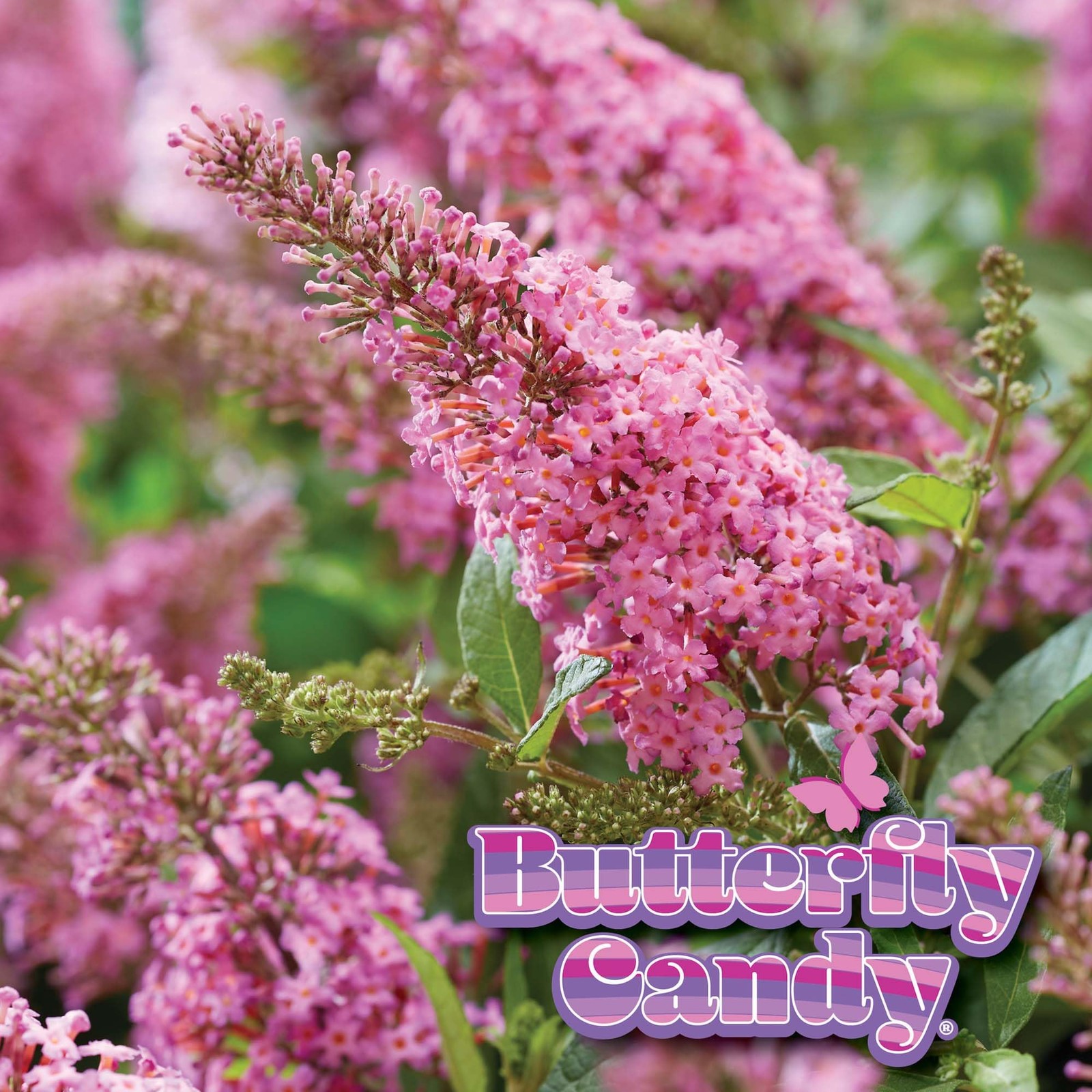 Butterfly Candy Li’l Taffy Butterfly Bush in 1 Gallon Grower’s Pot | Live, Pi…