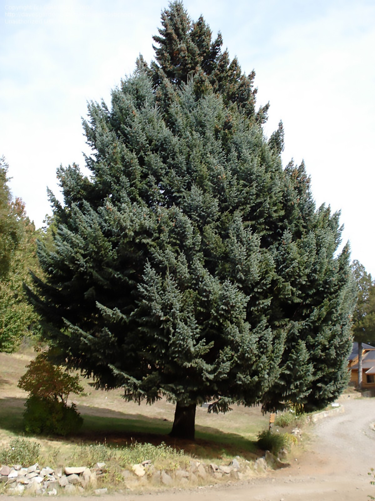 Blue Douglas Fir, Pseudotsuga menziesii glauca, Tree Seeds