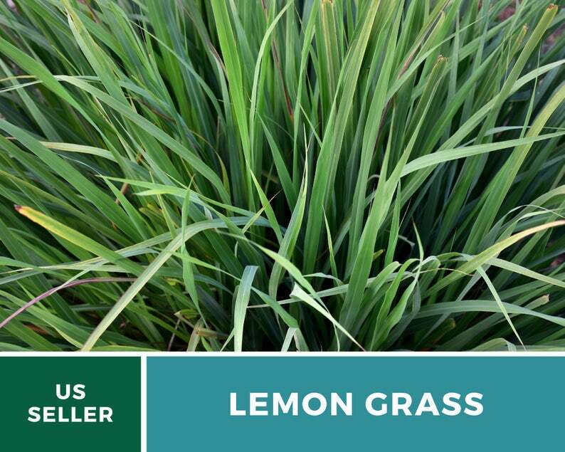 Lemon Grass – 100 Seeds – Culinary & Medicinal Herb (Cymbopogon Flexuosus)