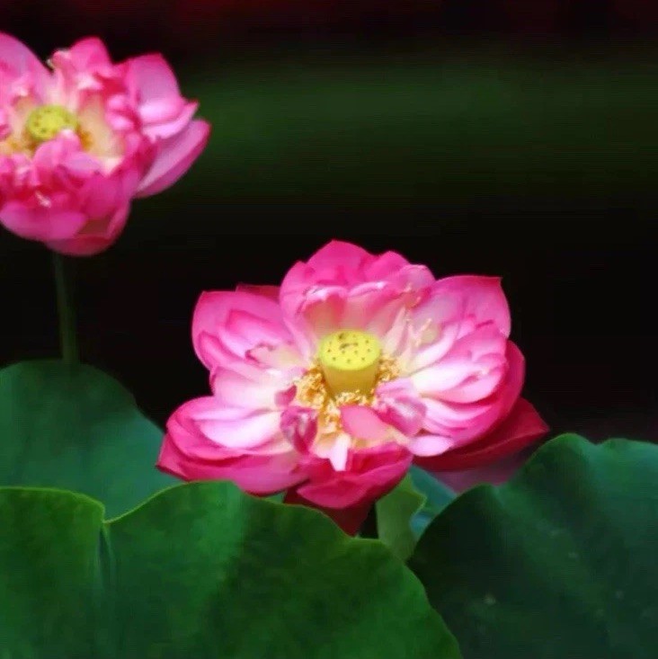 10pcs Mixed Color The Sacred Bonsai Lotus Flower Seeds Indoor Outdoor Pond
