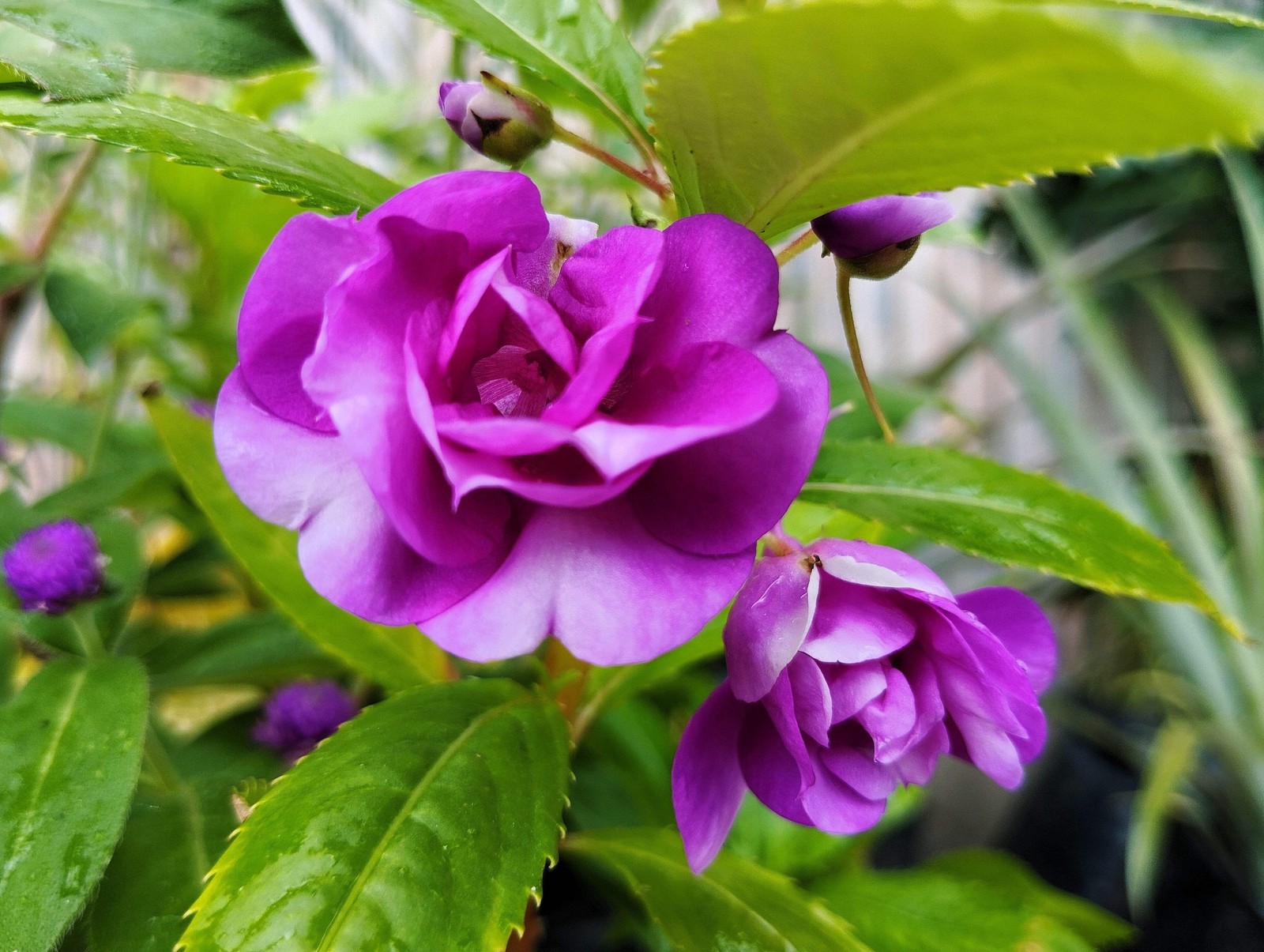 100 MIXED DOUBLE CAMELLIA IMPATIENS Balsamina Flower Seeds *Flat S/H