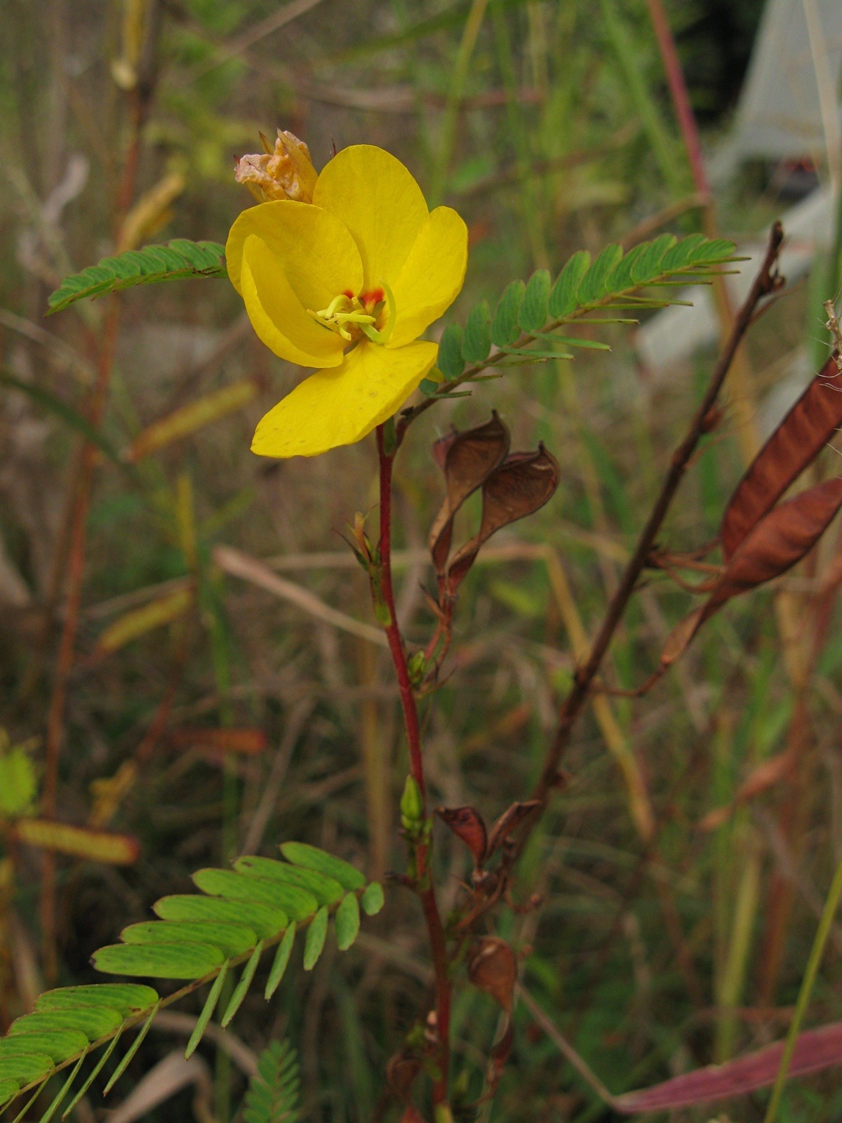 Chamaecrista fasciculata 30 Seeds – Partridge Pea