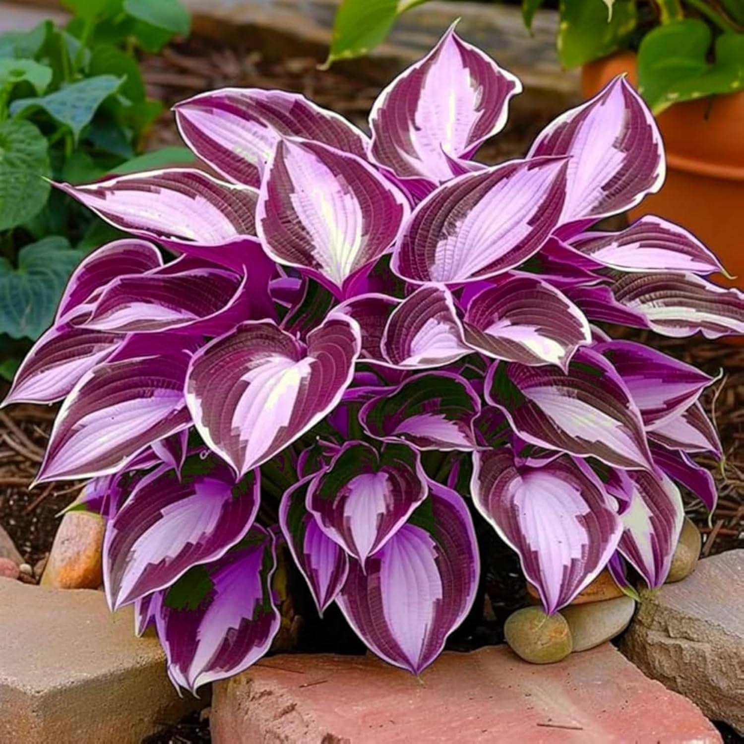 330+ Hosta Seeds for Planting – Perennial Hosta Seeds Outdoor Garden Attract Pol