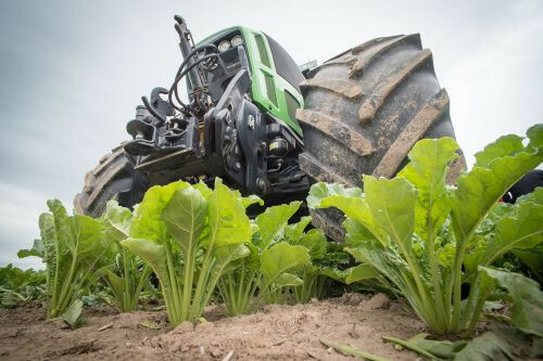 Heirloom SUGAR BEET SEEDS 500+ | NON-GMO – Make Sweet SUGAR | DEER MAGNET