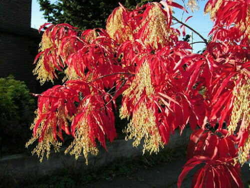100 Lily of the Valley Sourwood Seeds (Oxydendrum arboreum) | Honey Bee Tree
