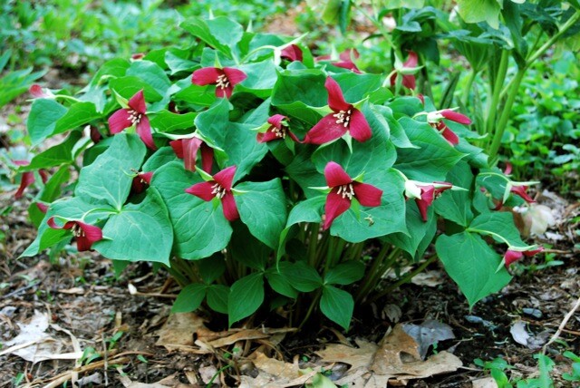 2 Wild Woodland RED TRILLIUM Native plant~Woodland gardens