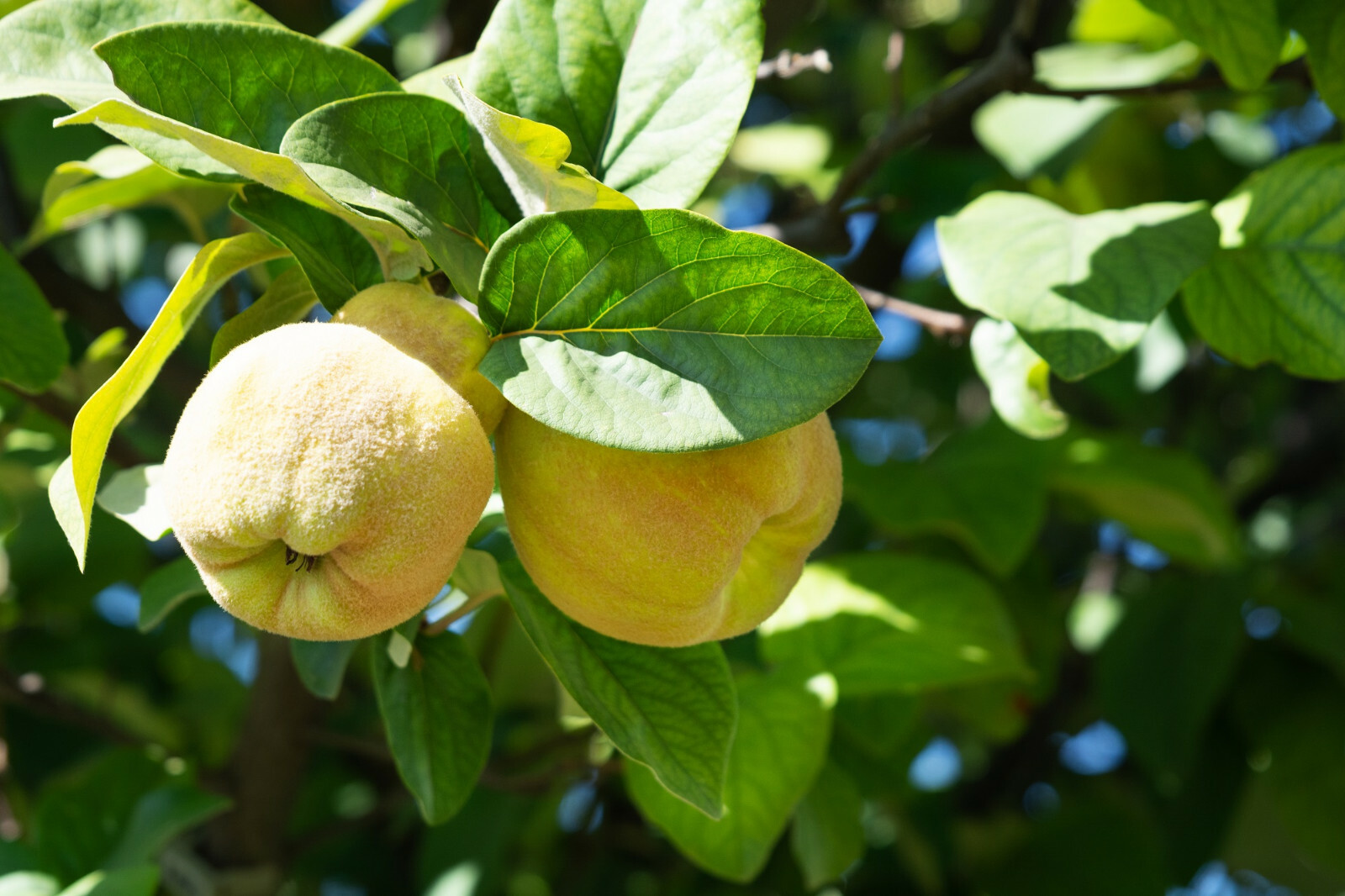 20 Common Quince (Cydonia oblonga) Fruit Tree Seeds, Sweet Edible Fruits