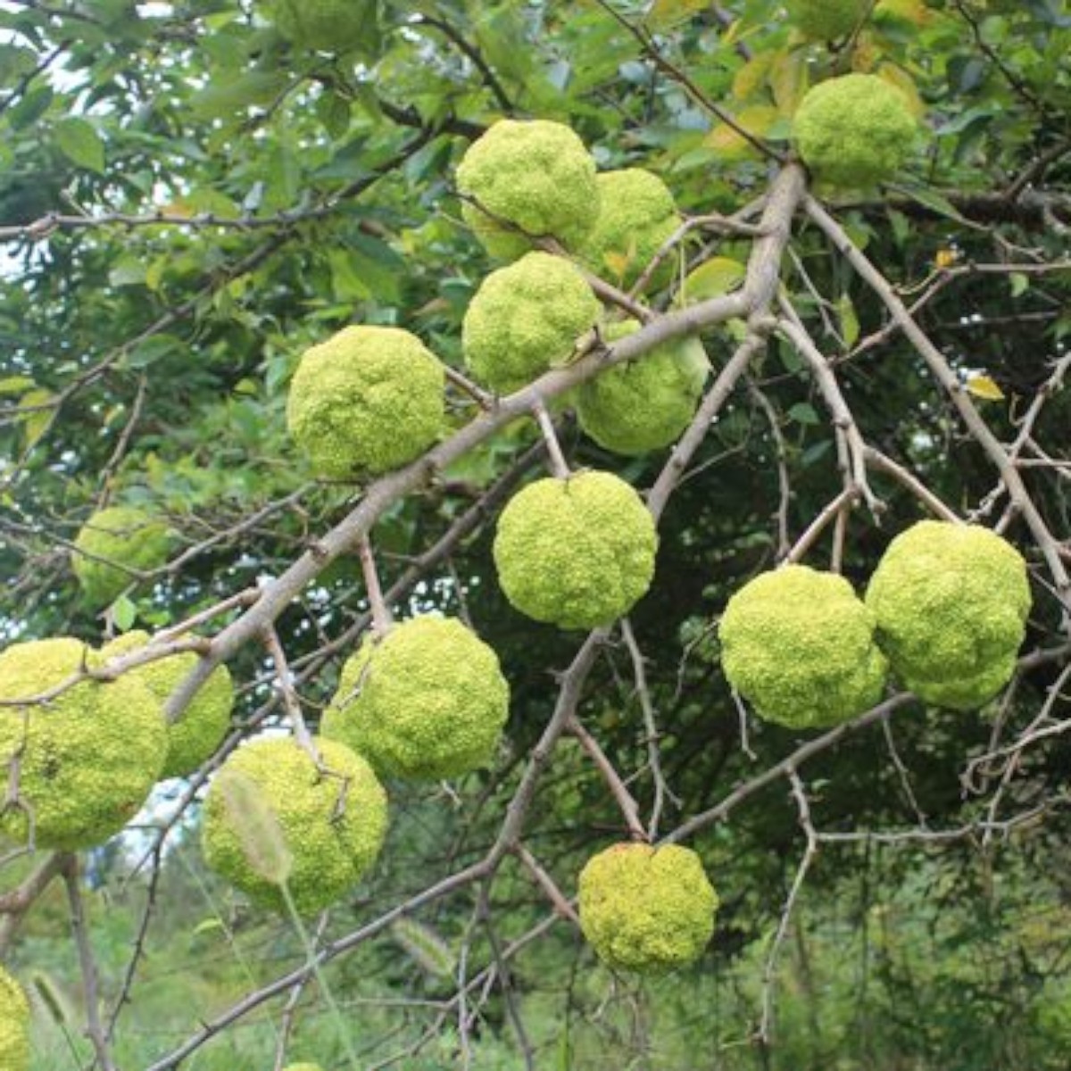 Osage Orange Tree Seeds (Maclura pomifera) ~ Hedge Apple ~ Fresh Seed ~