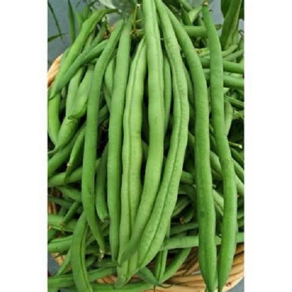 Blue Lake Bush Snap Bean Seeds, Heirloom Seeds – NON GMO, A kitchen favorite.