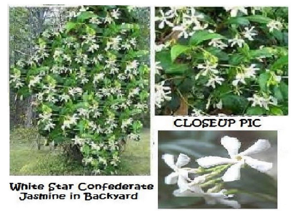 White Star Sweet Smelling Carolina Jasmine Vine Over 100 + Seeds USA Seller
