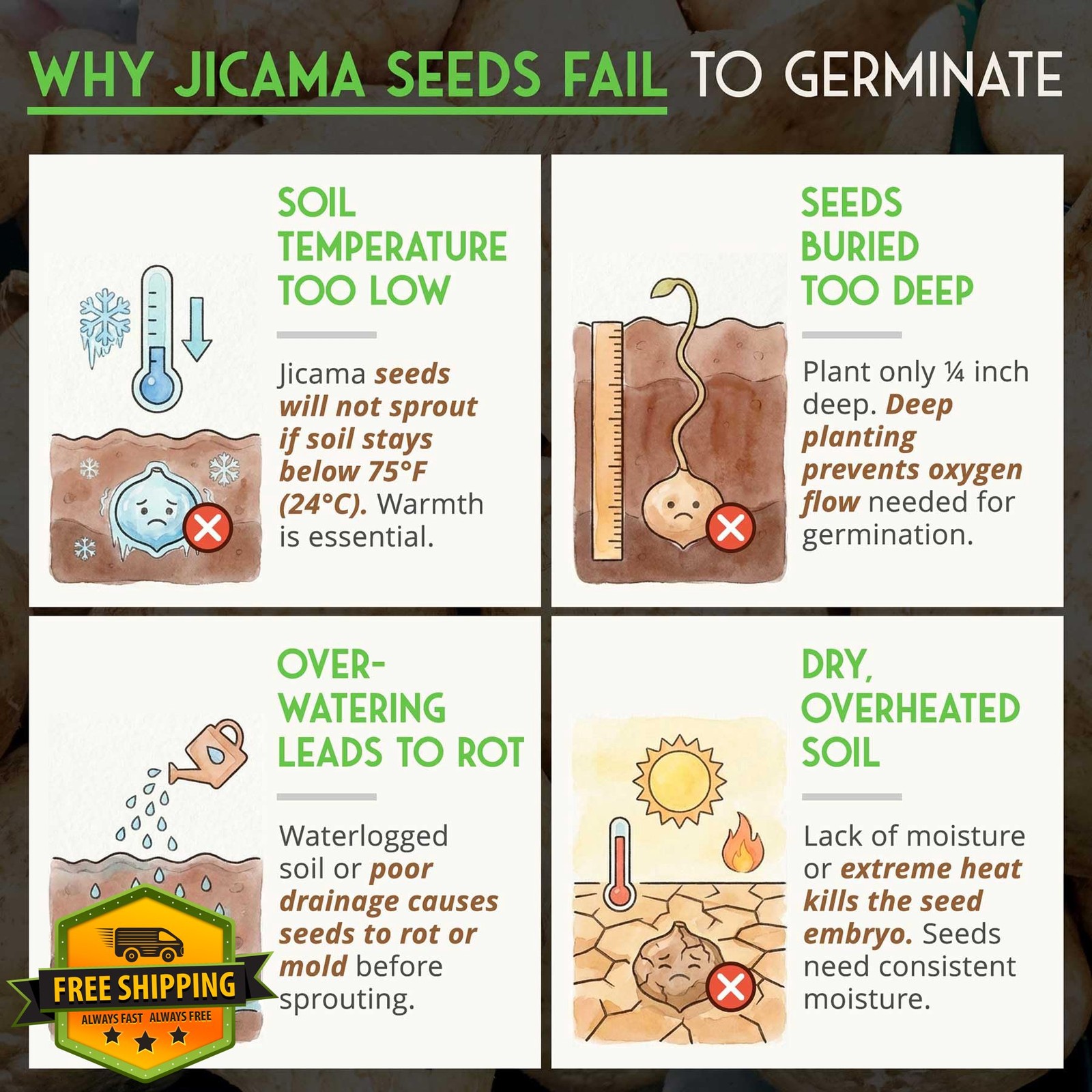 Jicama Seeds Planting Mexican Turnip Yam Bean Heirloom Non-GMO