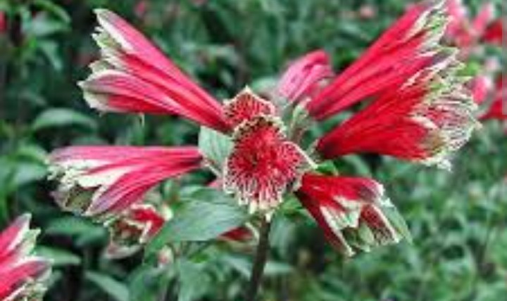 40 Peruvian Parrot Lily Hummingbird Flower Alstroemeria Psittacine Tubers