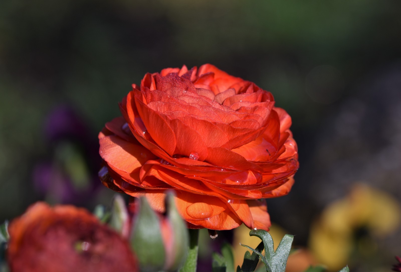 Ranunculus Red Shades Bulbs – 10 Jumbo Flowering Bulbs, Spring Color – From HPN