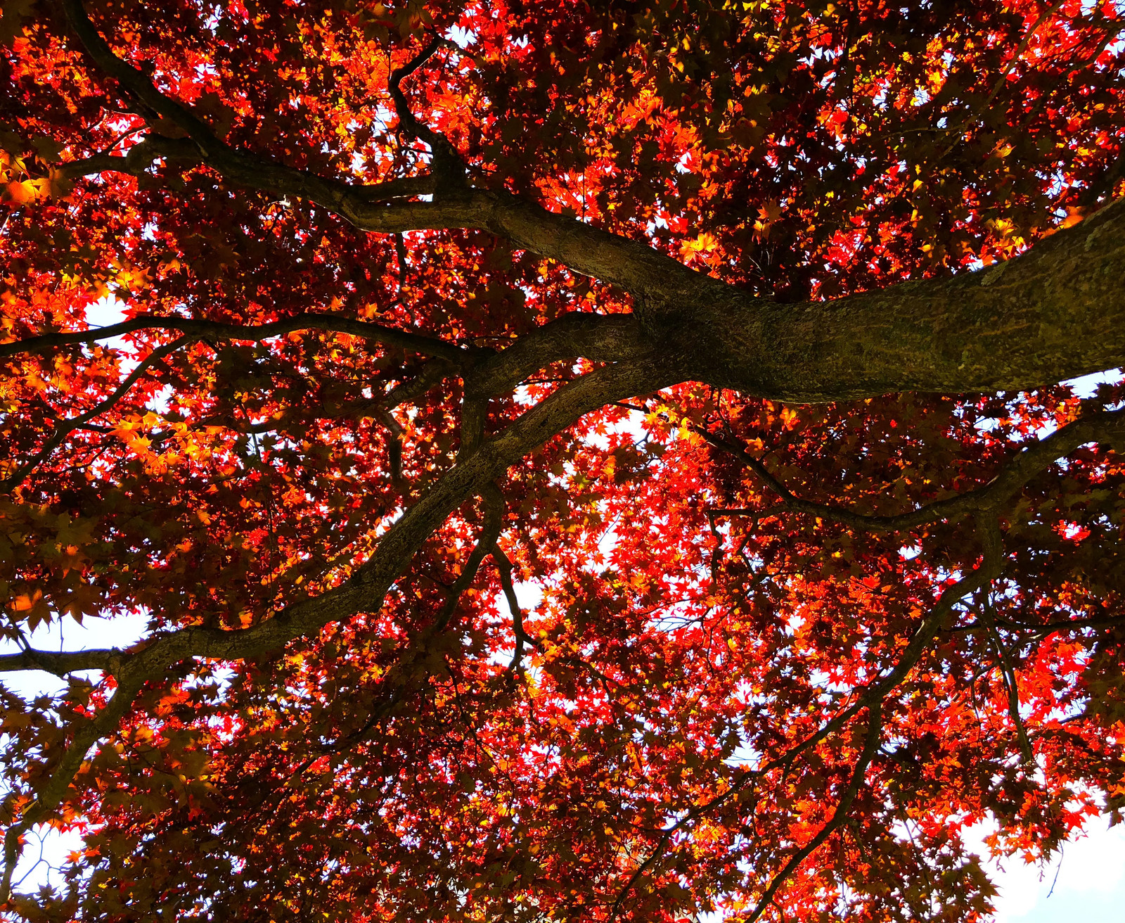 Red Japanese Maple Tree (Bloodleaf) Seeds – For 2026 Planting