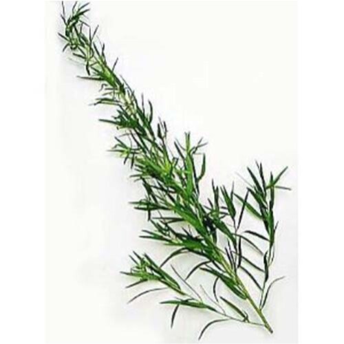 Tarragon Russian Great Garden Herb By Seed Kingdom 15,000 Seeds