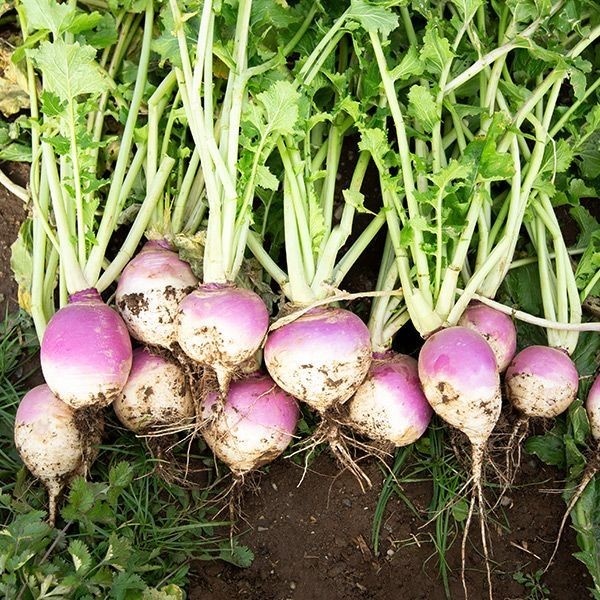 Purple Top Turnp Seeds High Yield Whitetail Winter Turnip Plot Seeds 1/2 lbs.