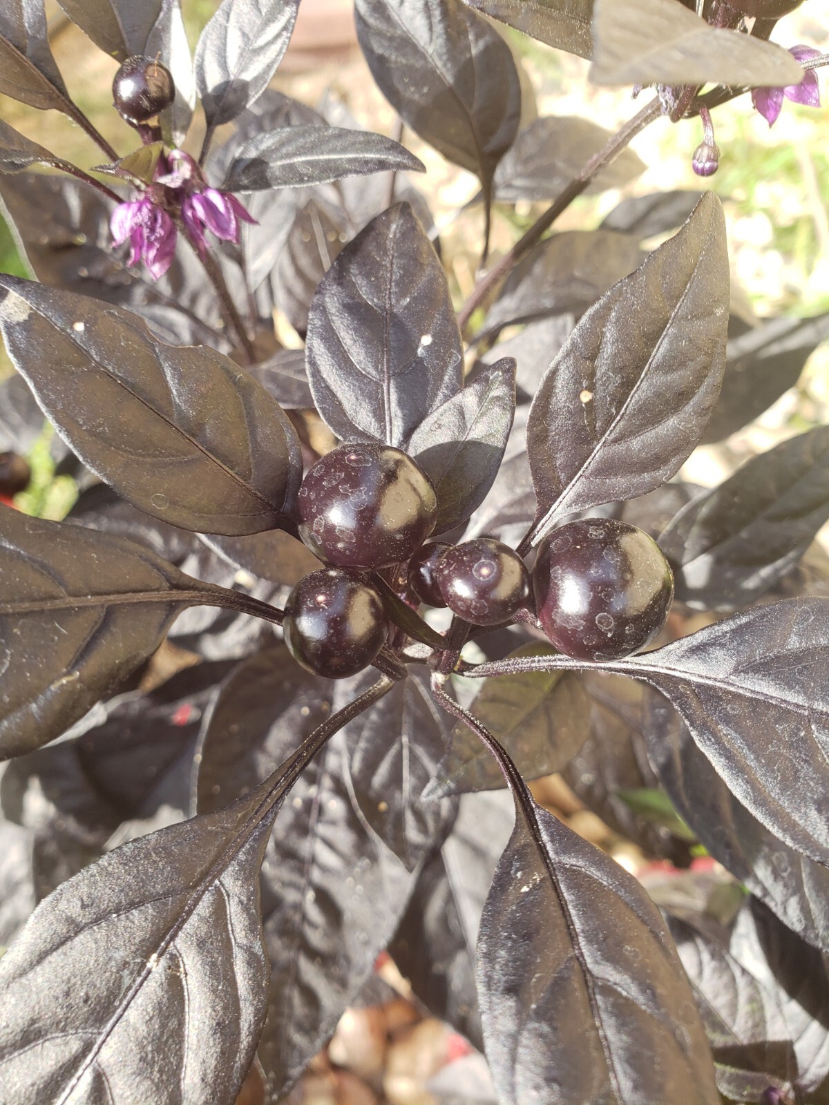 Ornamental – Black Pearl Pepper (25 Seeds) easy to grow and unique!