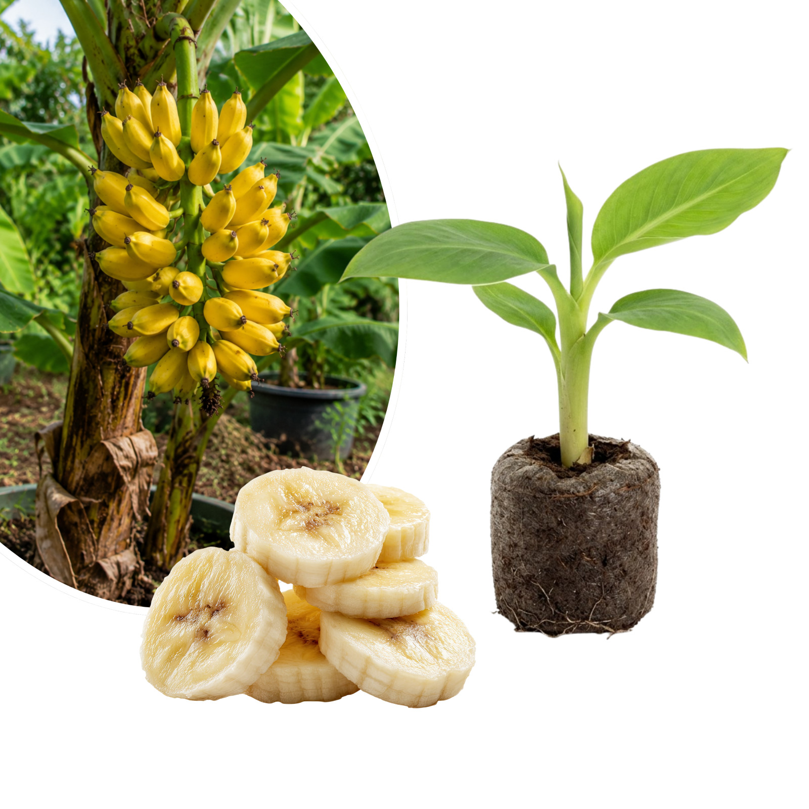 Truly Tiny Banana Live Plant 4-6 Inches Tall Rooted Dwarf Edible