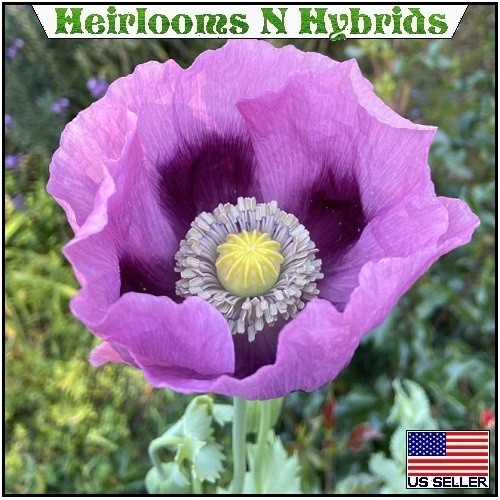 20,000 Stratified Hungarian Papavaer Somniferum Organic Poppy Seeds For Planting