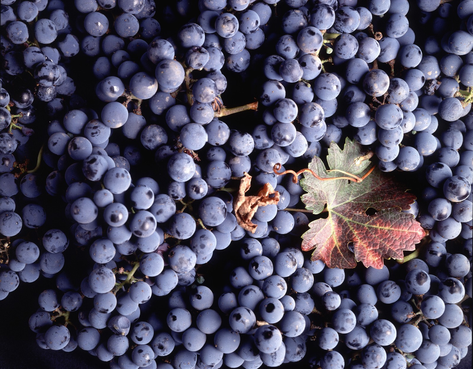 Vitis vinifera Cabernet Sauvignon WINE GRAPE Seeds!