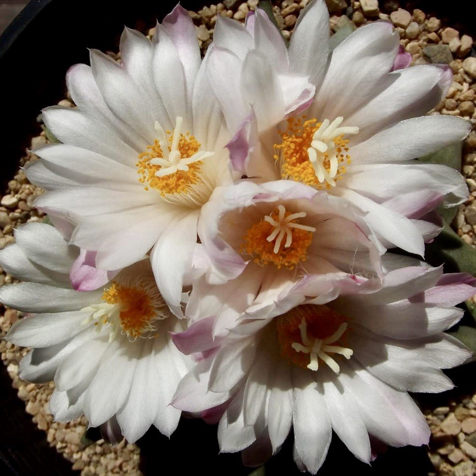 (10) Pack SEEDS Ariocarpus v. Furfuraceus US SELLER