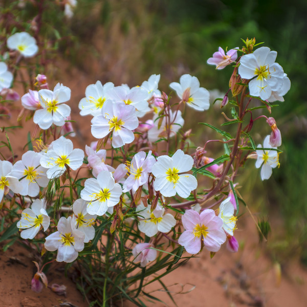 Pale Evening Primrose Seeds | Heirloom / Non-GMO | Free Shipping | 1242