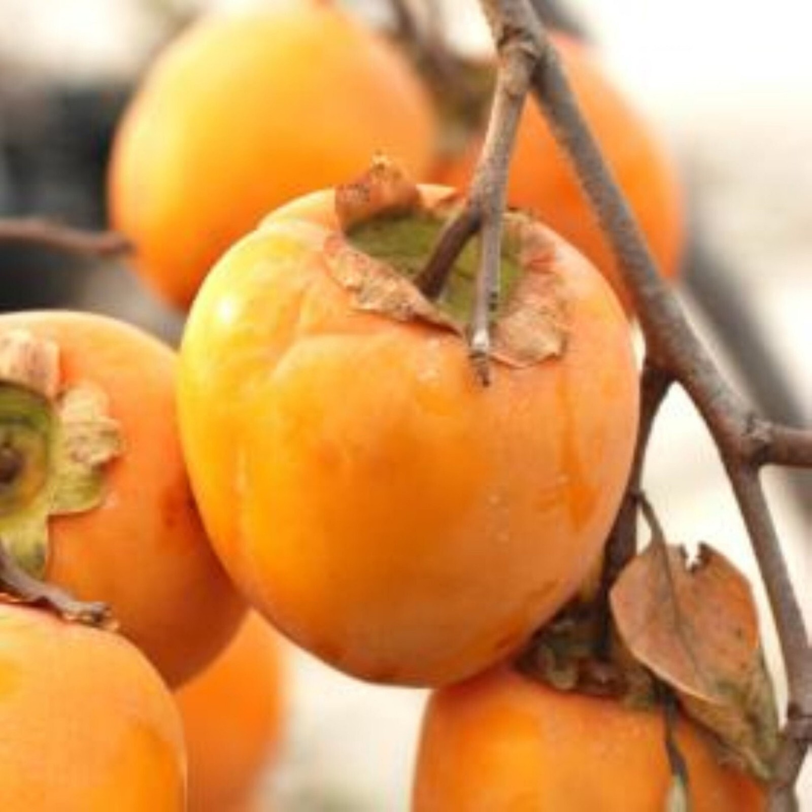 Saijo Asian Persimmon, grafted, 12-18 inches tall live tree plant