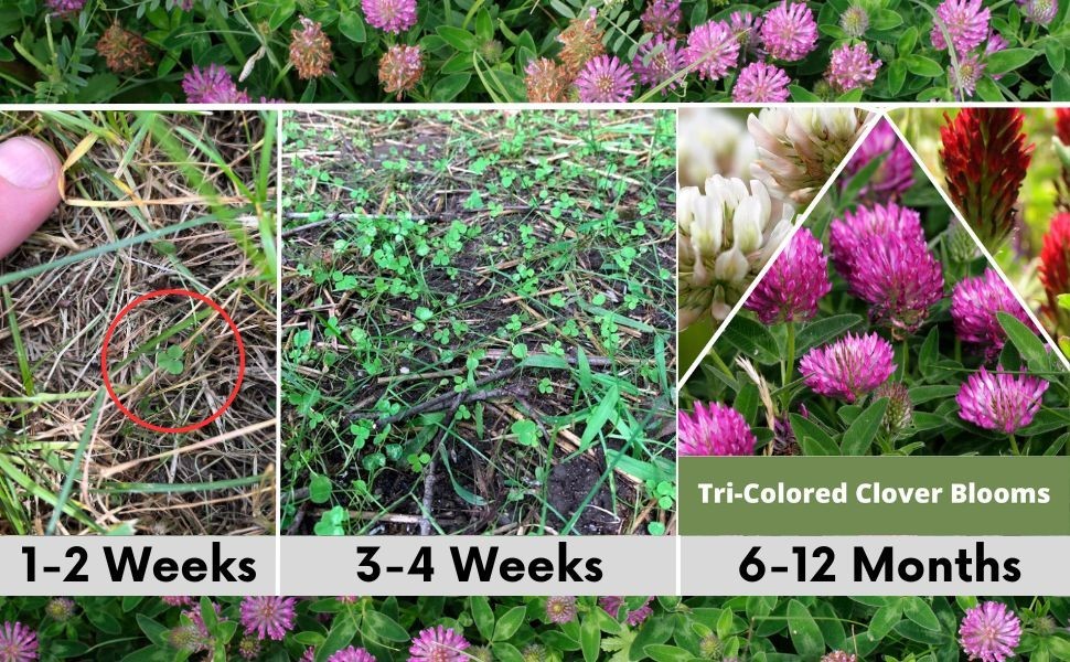 Flawn Seed Kits Tri-Color Clover Seed, Equal Mix 3 Clovers, Flowering Lawn