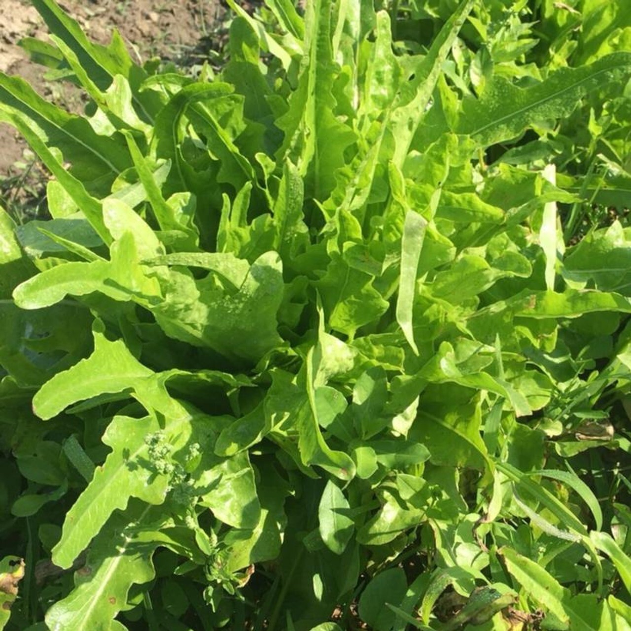2g Fresh | NON-GMO | Oakleaf Leaf Premium Lettuce Seeds-B 41