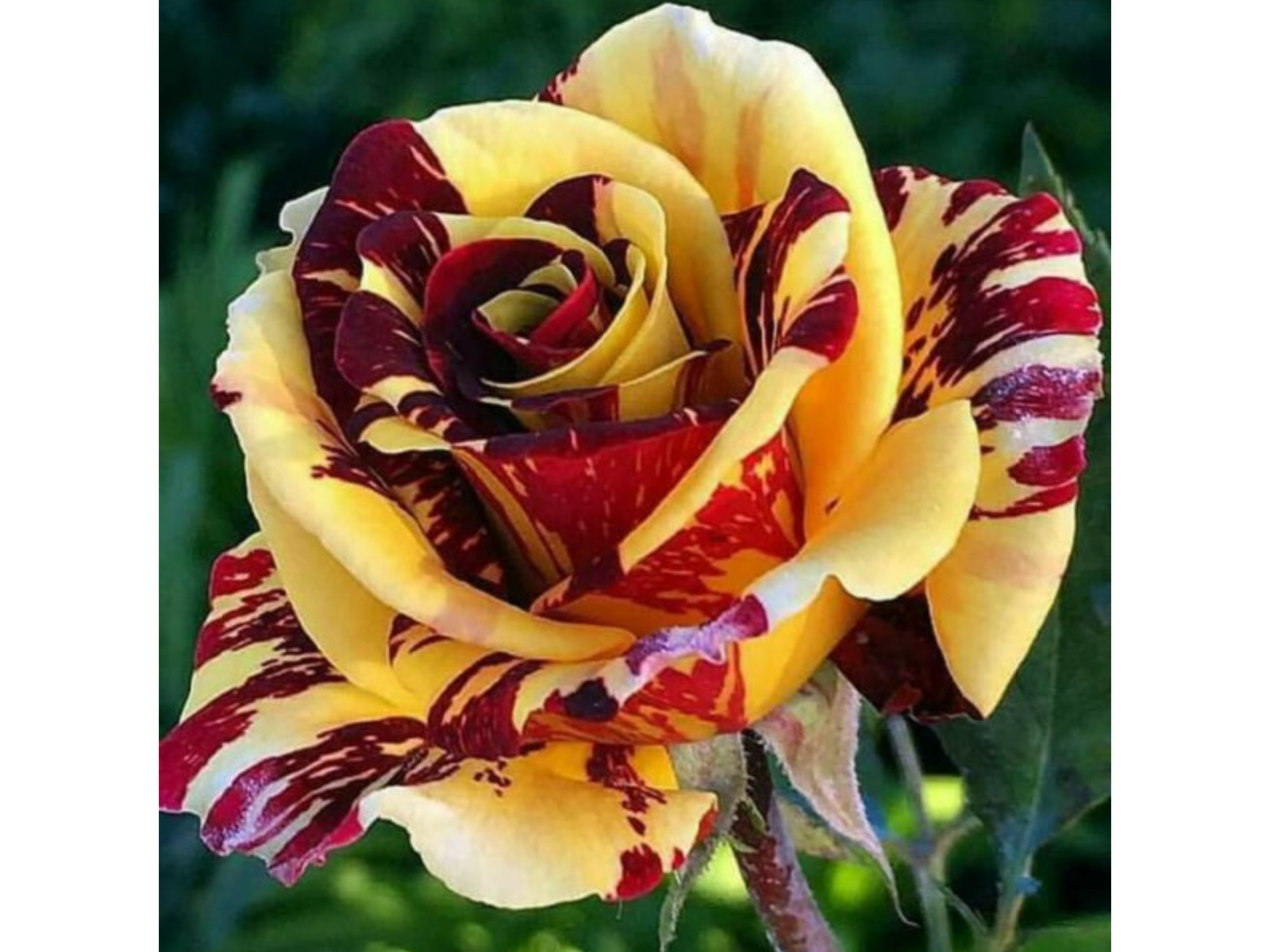 30+ Seeds| Mix Perennial Rose Seeds- Asian #1060