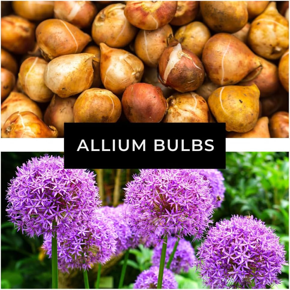 5 Dark Purple Allium Bulbs – Blooming Onion, Perennial Garden Flower – Fall B…