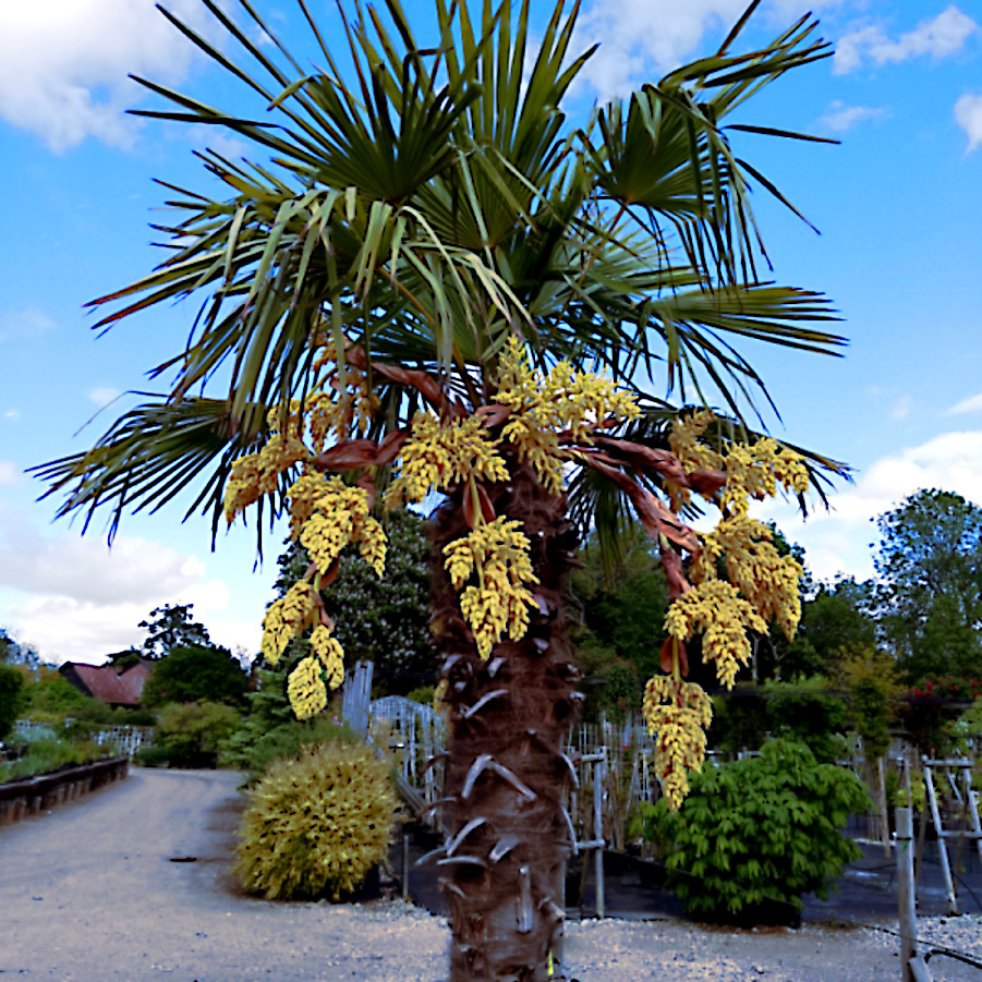 10 WINDMILL FAN PALM Tree Seeds Trachycarpus Fortunei MOST COLD HARDY Palm Plant