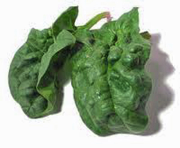 SPINACH, BLOOMSDALE LONG STANDING, HEIRLOOM, 25+ SEEDS, GREAT FOR SALADS