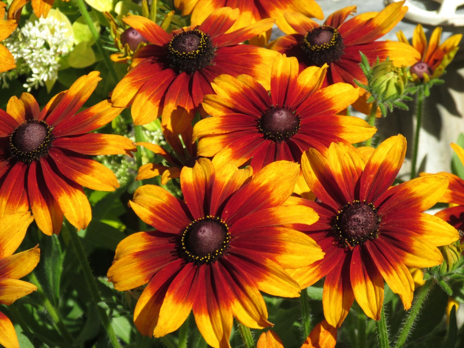 Echibeckia “Summerina” Echinacea x Rudbeckia Cross Seed