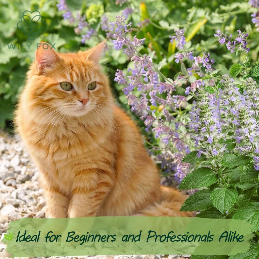Premium Catnip Seeds for Planting Nepeta cataria – 2500+ Heirloom, Non GMO Ca…
