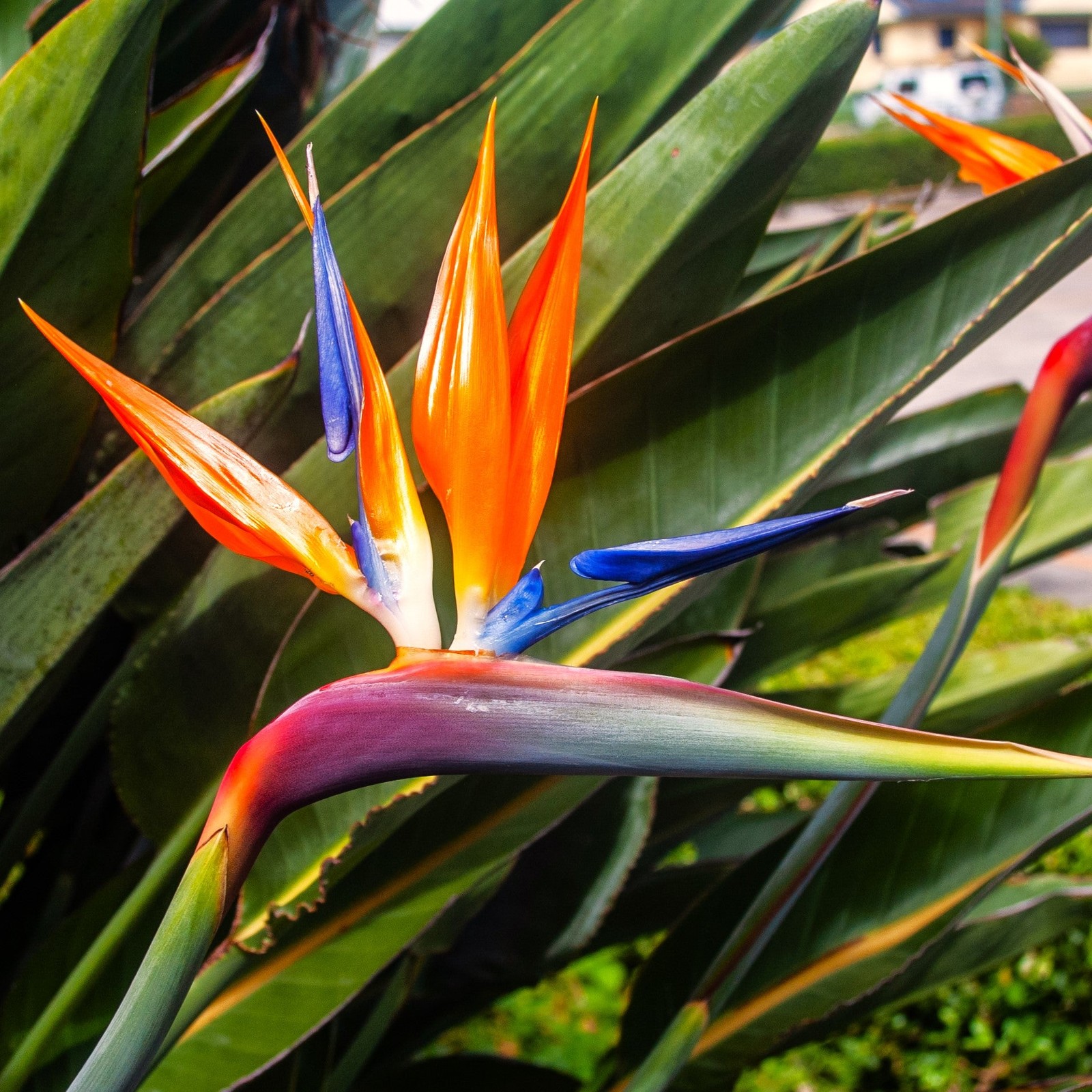 Birds of Paradise Seeds – For 2025 Planting Strelitzia Reginae Orange Blue