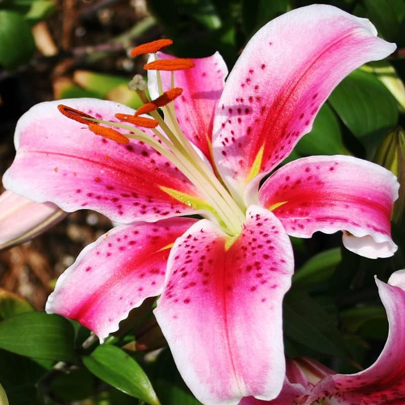Complete Flower Bulb Garden – 75 Bulbs for 50 Days of Continuous Blooms (Summer