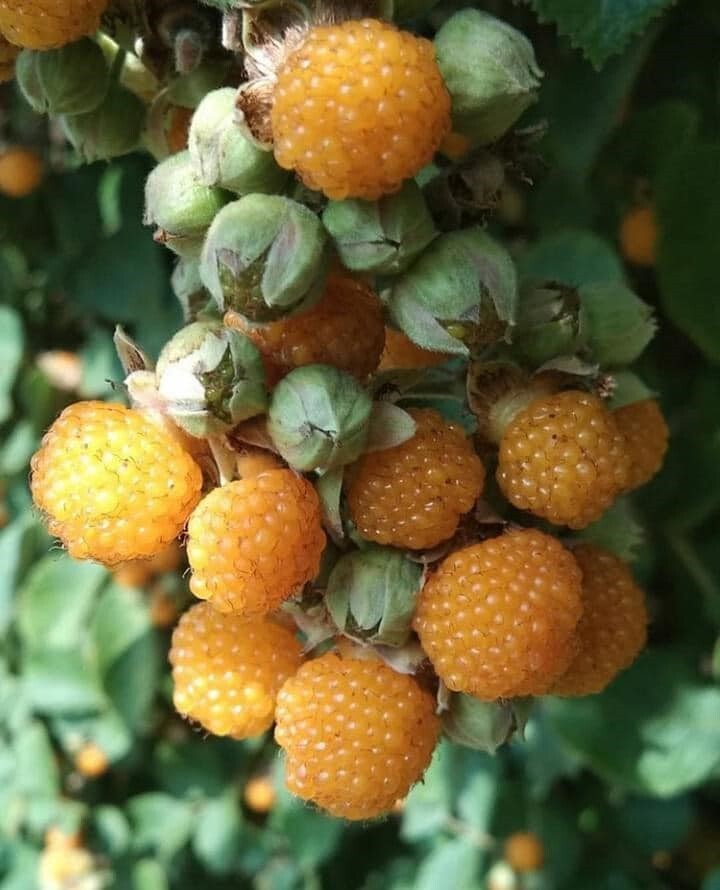Rubus Ellipticus 30 Seeds, Golden Himalayan Raspberry Fruit Bush Shrub, Ainselu