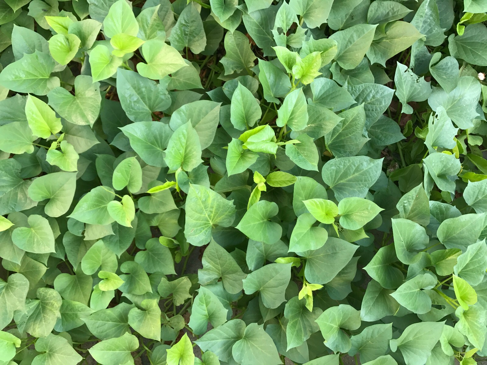 20 Edible Sweet Potato Plant Vine, Beauregard Sweet Potato slip Cuttings